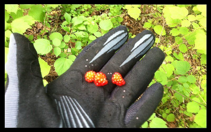 wineberries_02_zpsl7q37or9.jpg