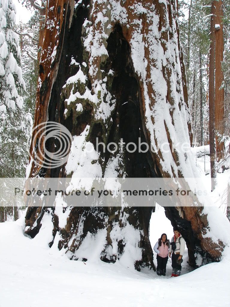 GiantForest2-7-09017.jpg