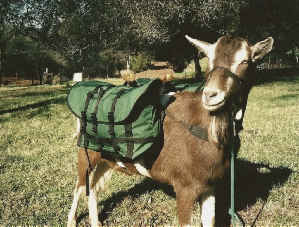 Panniers1.jpg