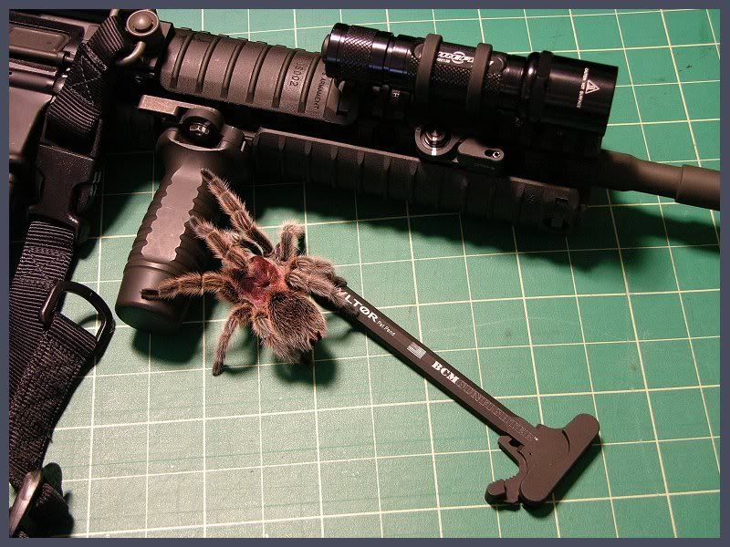 ar_tarantula_01.jpg