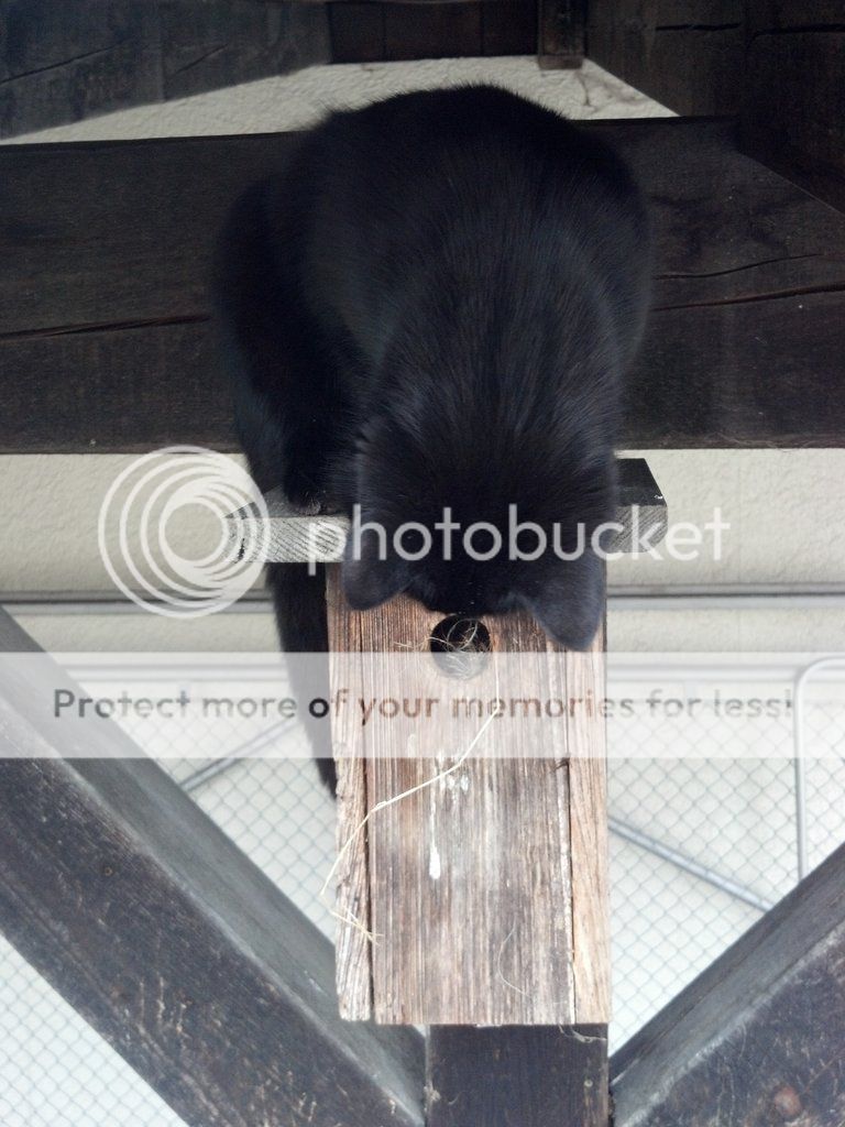 Cat_small_zps2e6d4d40.jpg