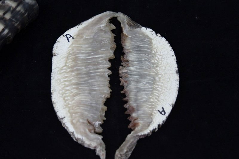 muskoxForsale017800x533.jpg