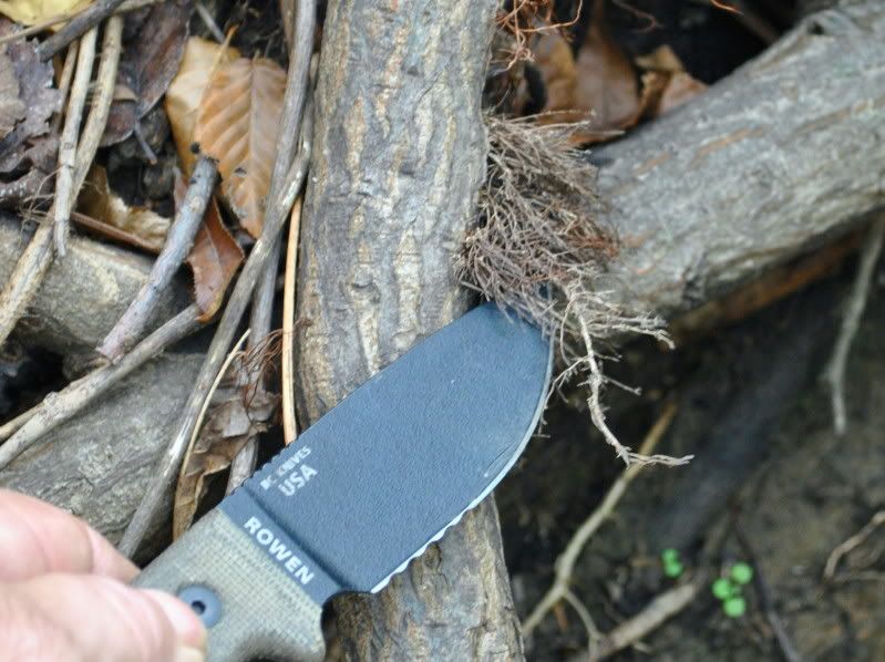 ExposedRootFibers.jpg