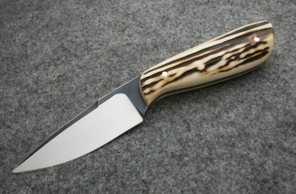 stag010.jpg