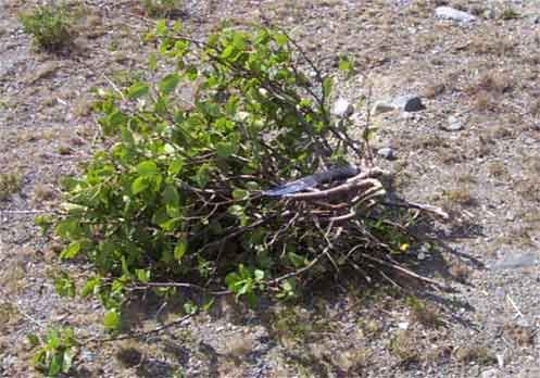 trident_mod_alders.jpg