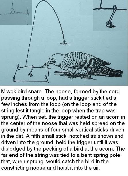 Miwokspringsnare-1.jpg