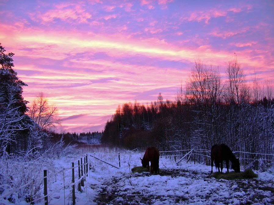 Sunrisehorsesourfarm.jpg