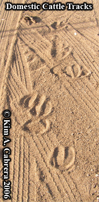domesticcattletracks42006.jpg