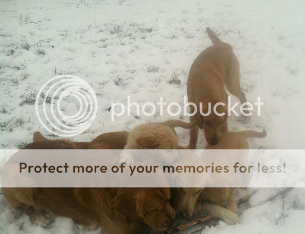 IMG958779-1_zpsb041c5ac.jpg