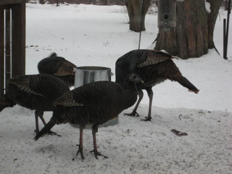 moreturkeys001.jpg