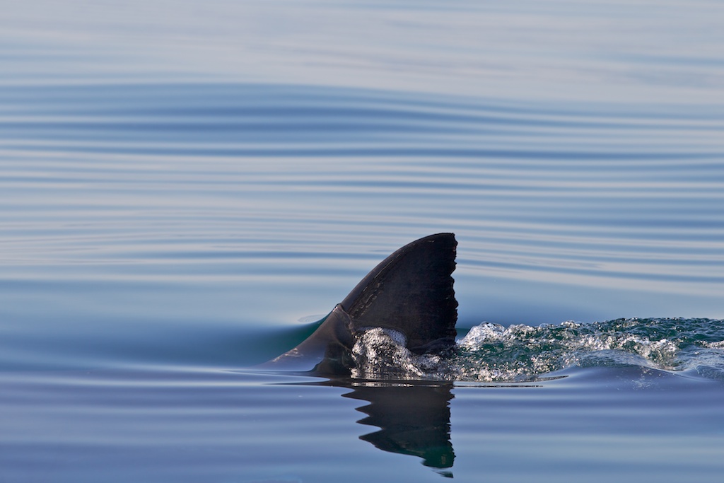 shark-fin.jpg