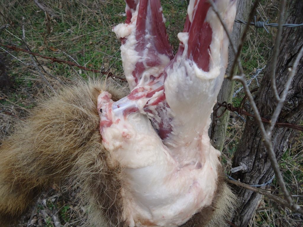 Trapping48.jpg