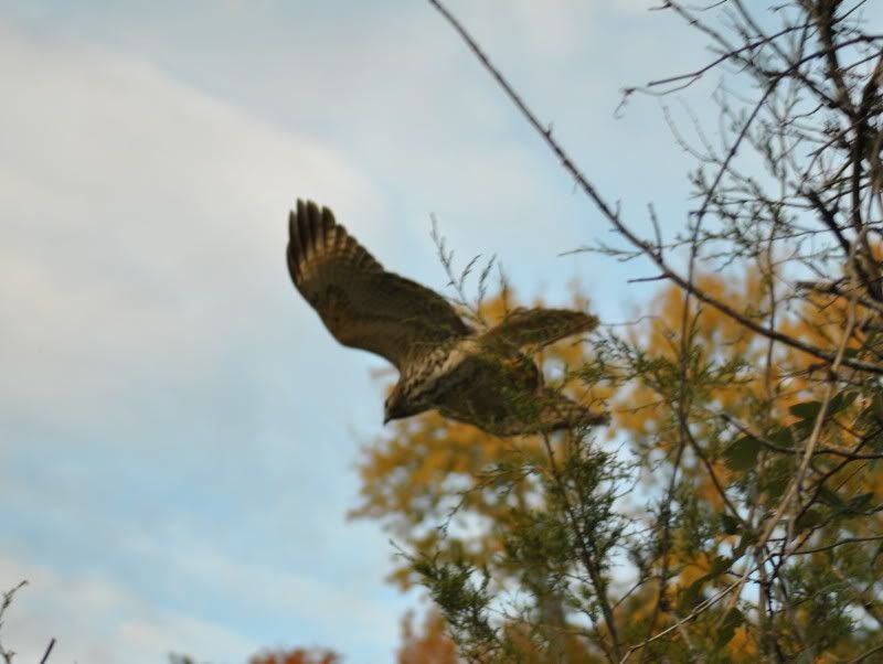 DSC_8447.jpg