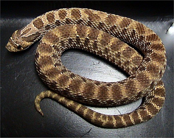Heterodon_nasicus.jpg