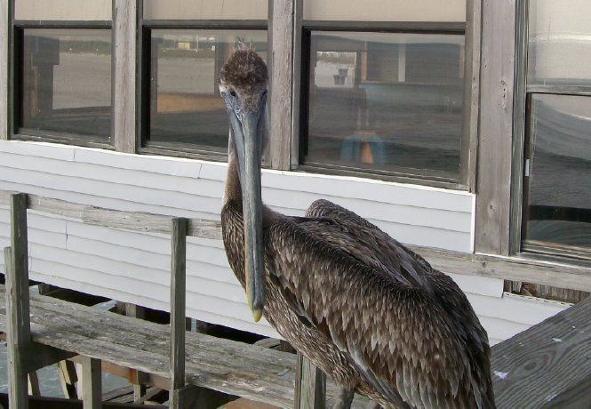 pelican.jpg