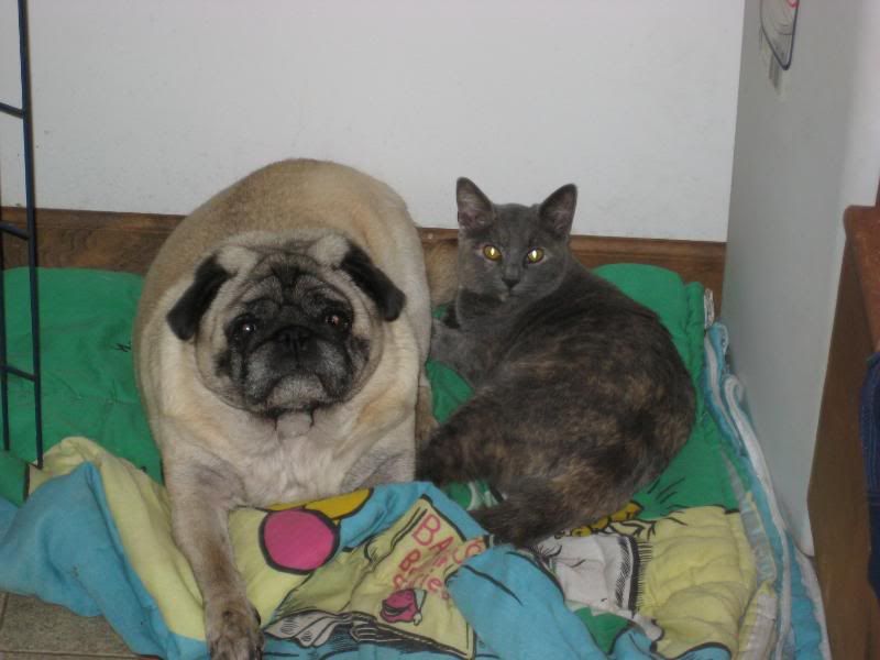 pets001.jpg