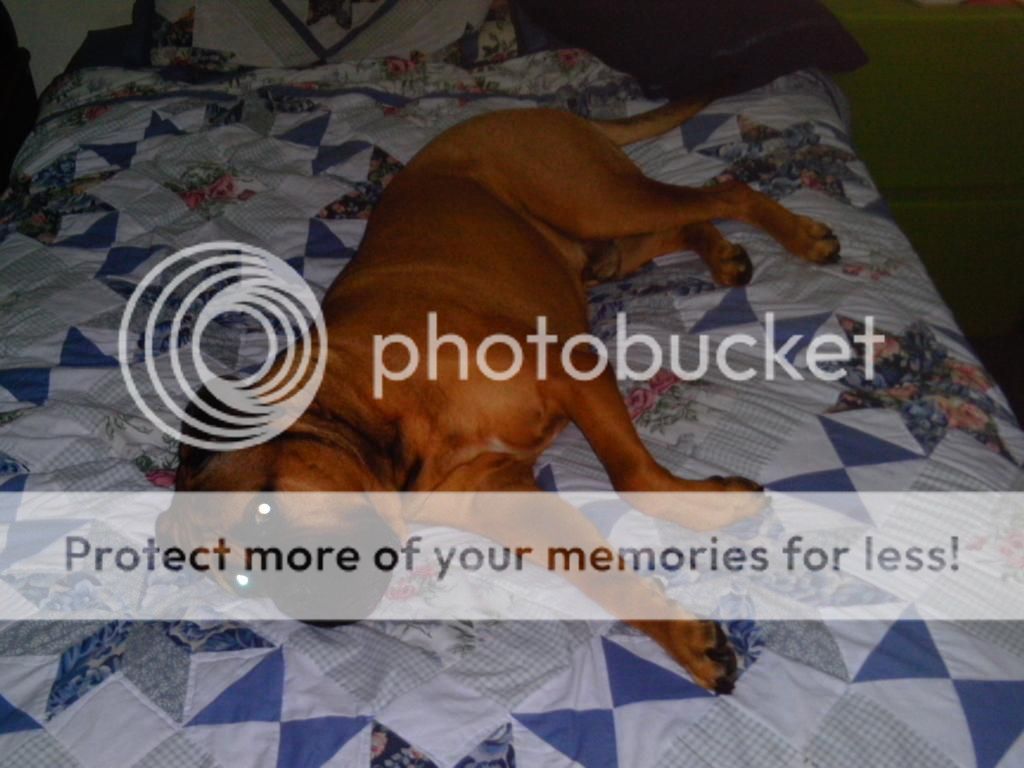 hector%20012.jpg