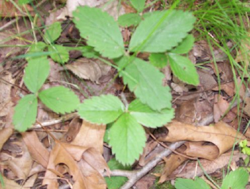 plant3.jpg