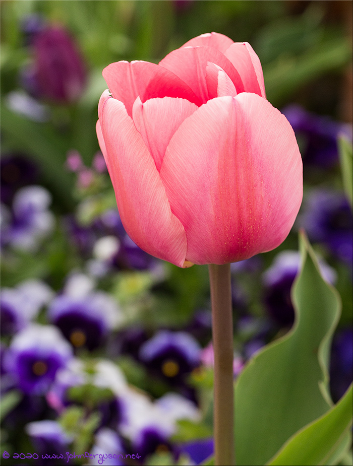 flower-1.jpg