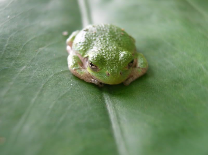 froggy2.jpg