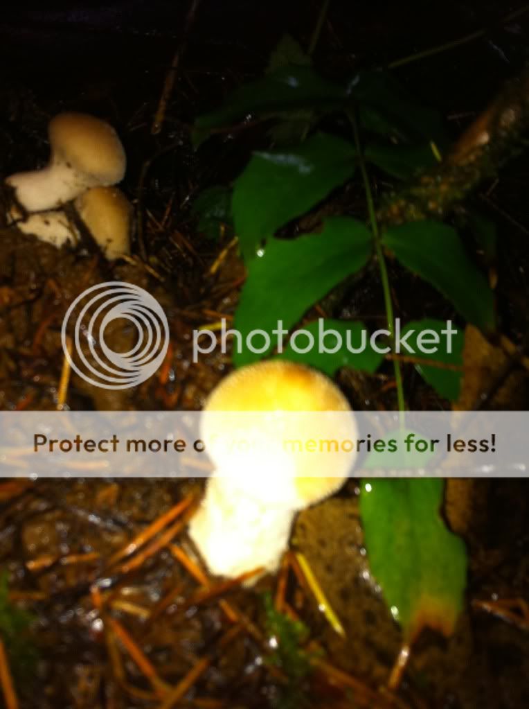 mushroom5.jpg