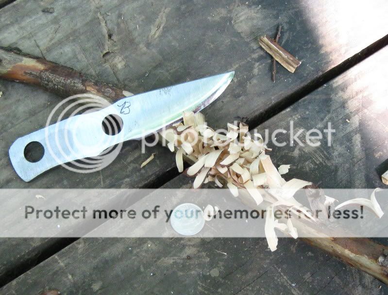Pine-1.jpg