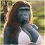 HotMonkey.gif