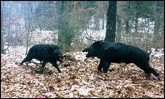WildBoar.jpg