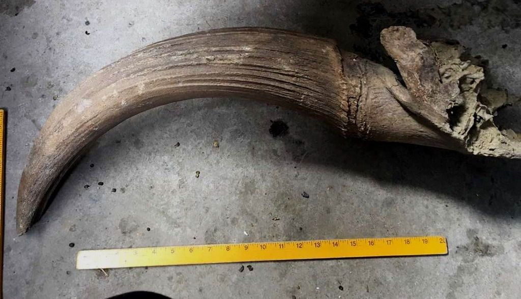 bison%20horn2_zpsnos7fubk.jpg