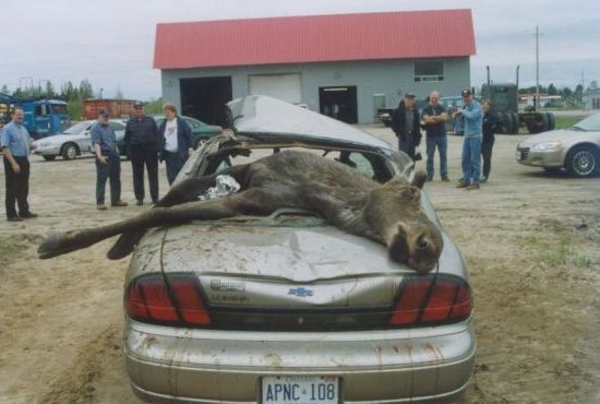 moose4.jpg