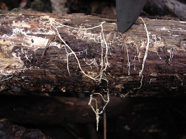 2010.09.29.R0022023.JPG