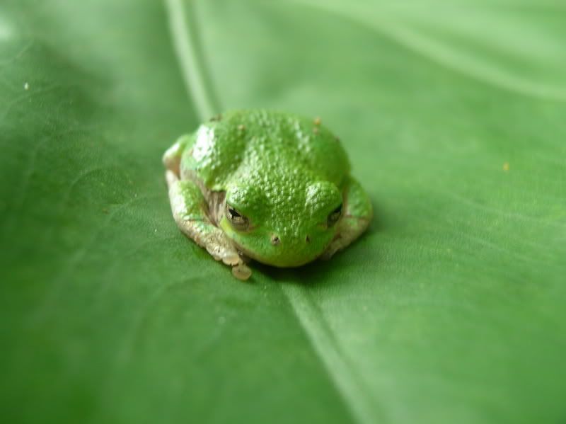 froggy3.jpg