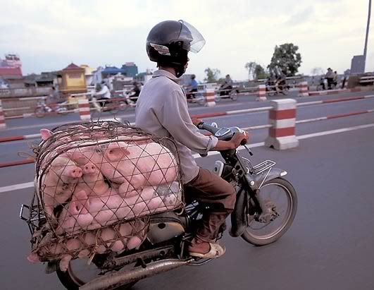 pigbike.jpg