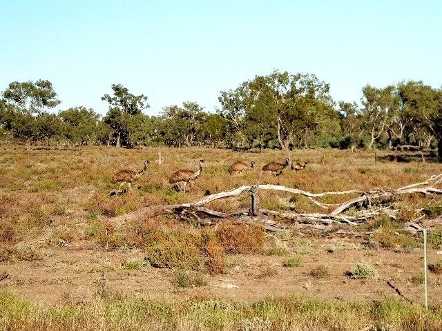 moreemus.jpg