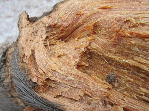 4254004841_58847af8e3.jpg