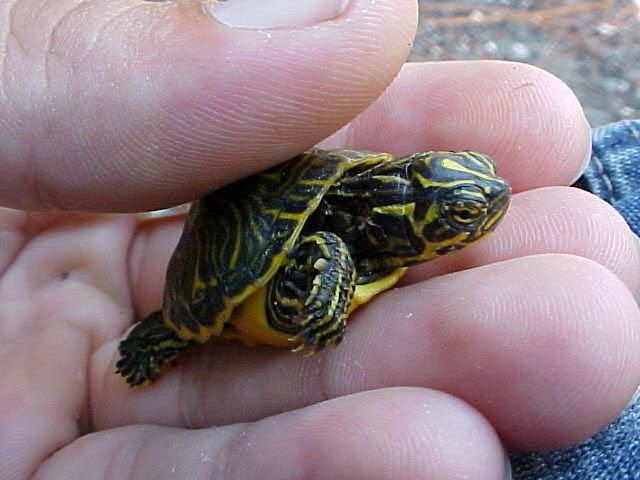 turtle2.jpg