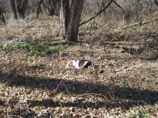 IMG_1242.jpg