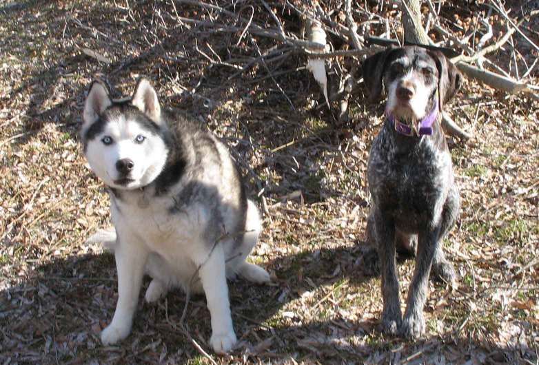 dogs.jpg