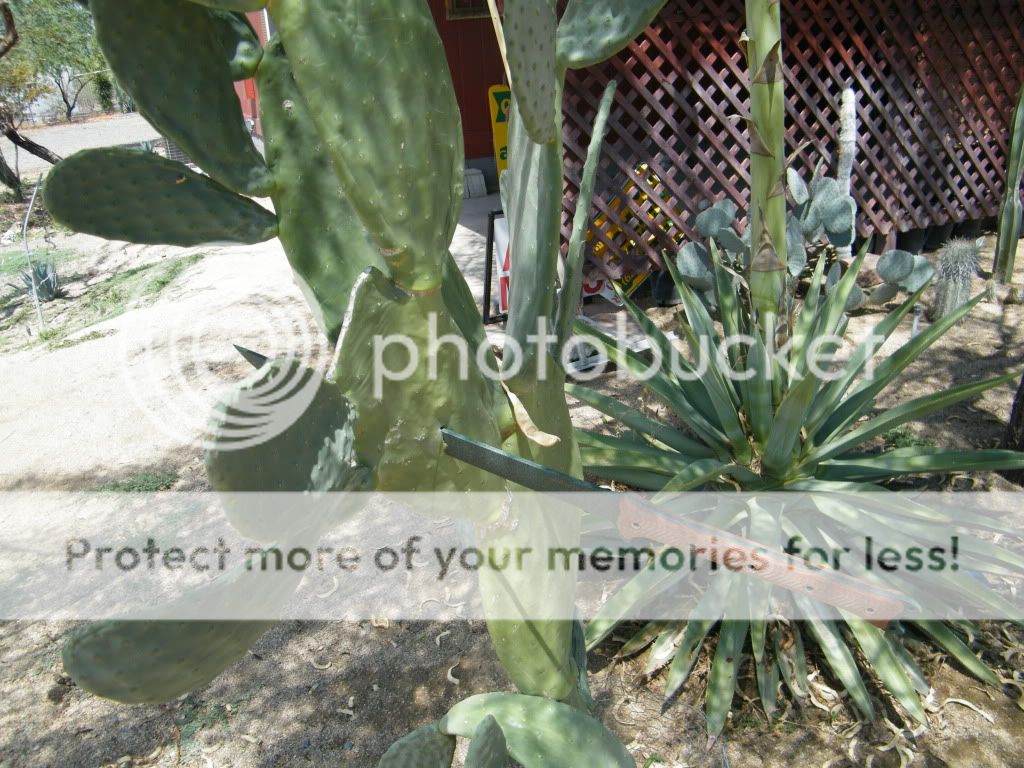 DSCF1549.jpg