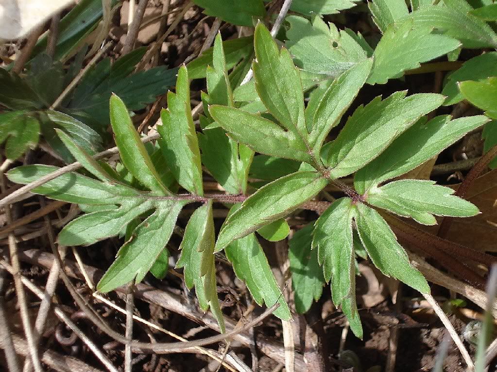 VirginiaWaterleaf-1.jpg
