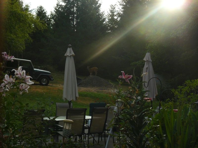 08-20-2012Deer052.jpg