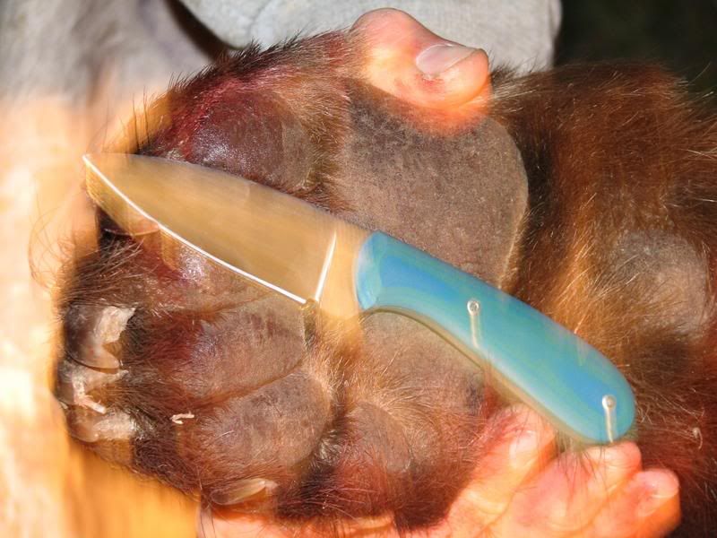 bear2.jpg