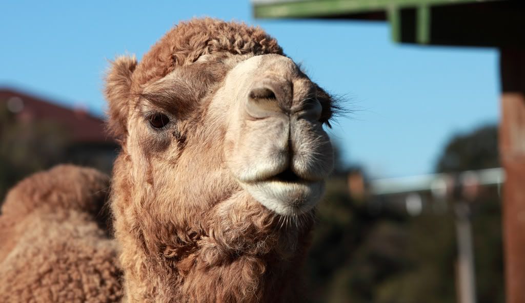Camel1.jpg