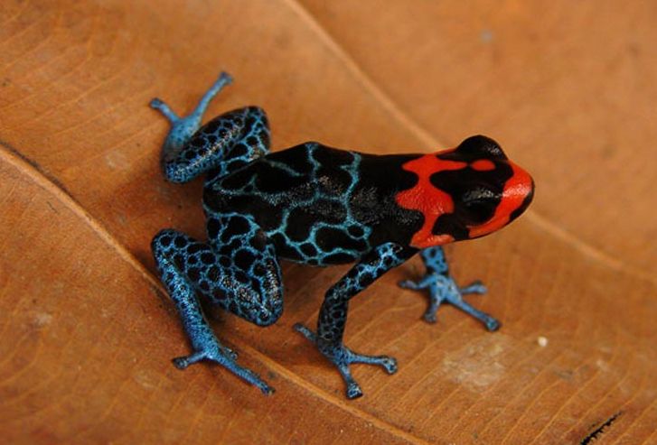 Frog_zps733173f6.jpg