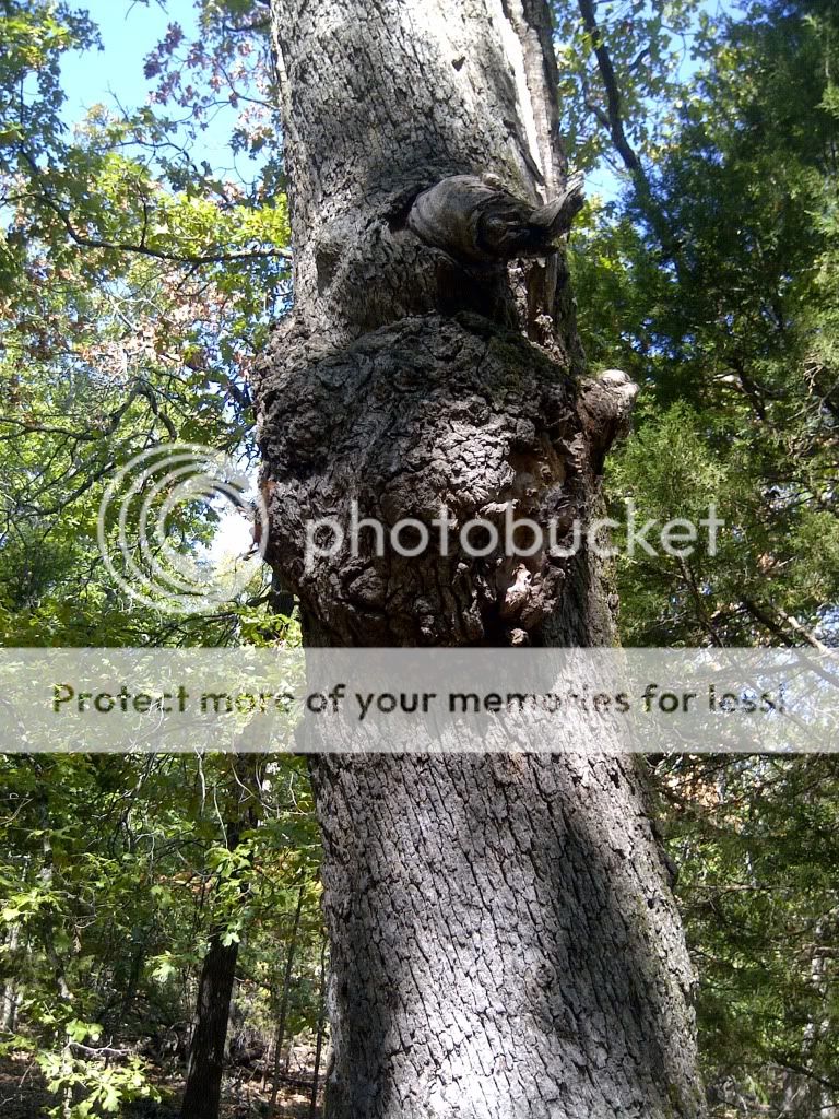 Vian-20110909-00190.jpg