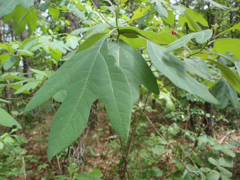 indiantrails006.jpg