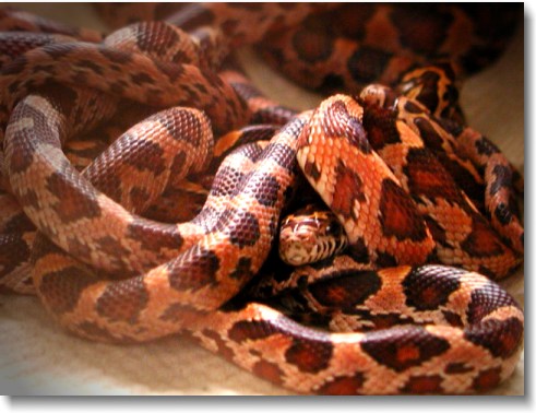 baby-corn-snakes2.jpg