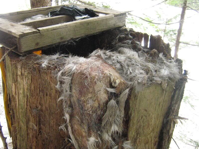 beaver2011015.jpg