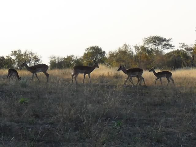 Rooibokke.jpg