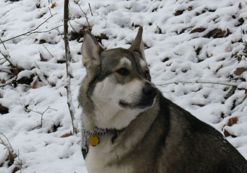 winterwaterfall018.jpg